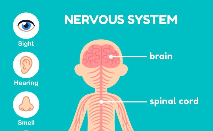 The Human Brain and Nervous System