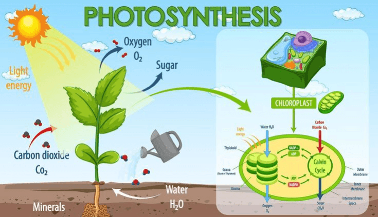 Photosynthesis
