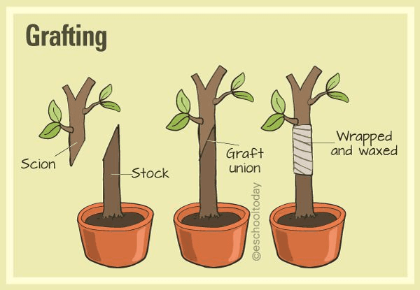 Reproduction in Plants (Seeds, Spores, Grafting, etc.) - Grade 5