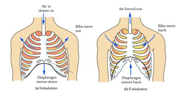 Respiration 