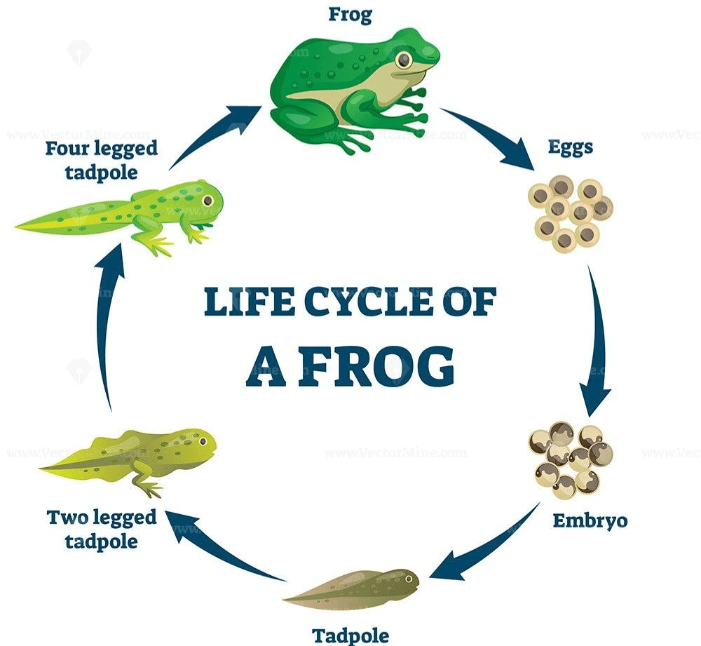 Life Cycles of Animals (Frog, Butterfly, etc.)