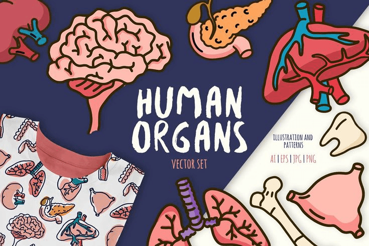 Human Organ Systems (Digestive, Circulatory, Respiratory, etc.)