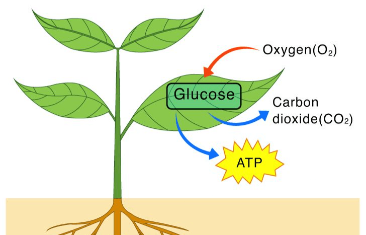 Respiration in Organisms