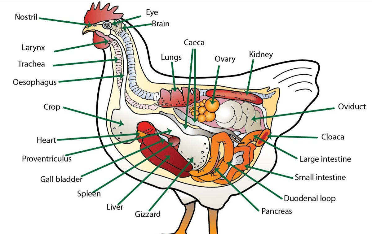 Nutrition in Animals