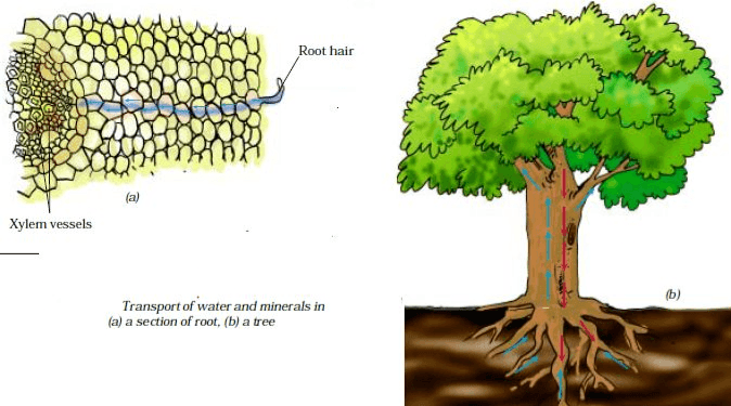 Transportation in Animals and Plants
