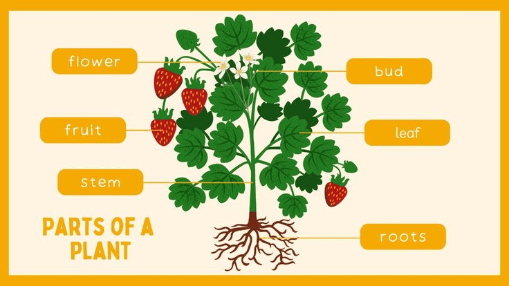 Plants – Parts and Functions - Grade 5