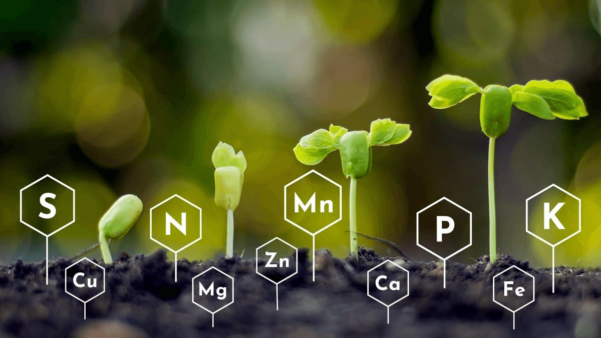 Nutrition in Plants